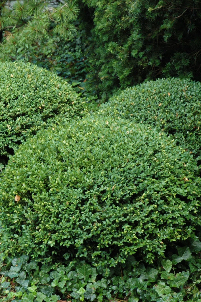 Boxwood, Northern Charm - Image 2