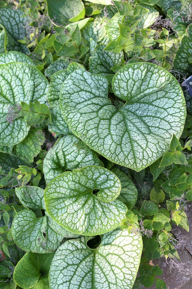Brunnera, Jack Of Diamonds