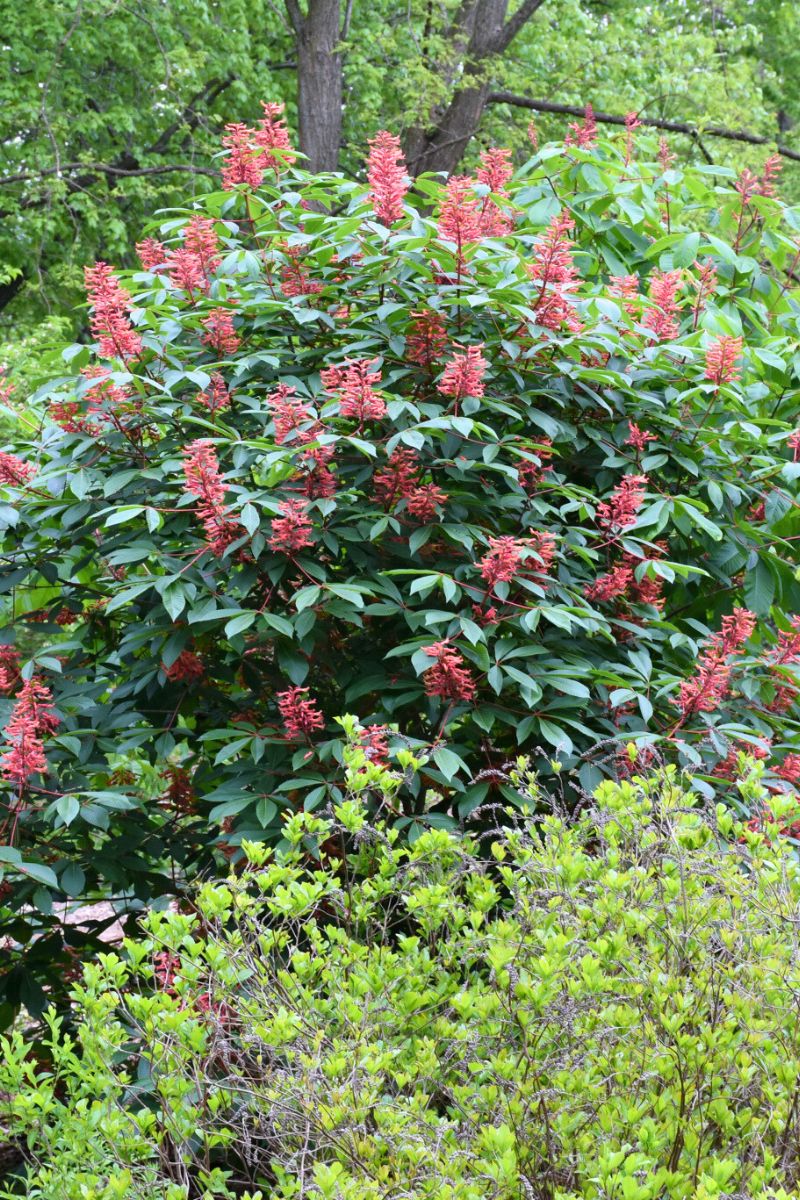 Buckeye, Red - Image 2