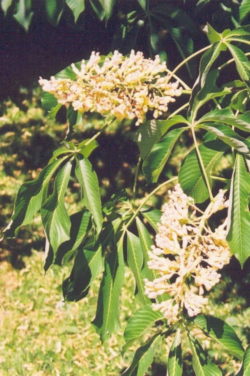 Buckeye, Yellow - Image 2
