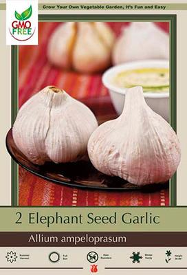 Allium (Garlic) Elephant 1 Pack