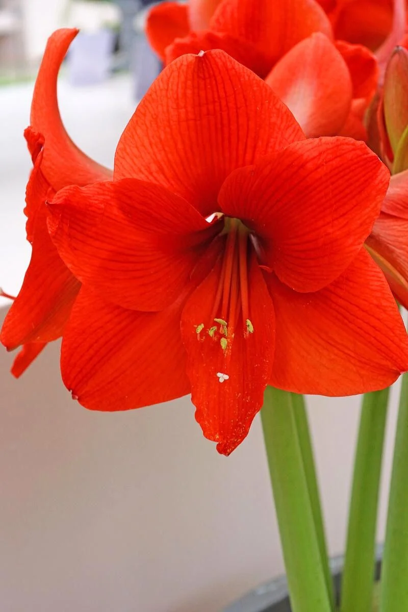 DeVroomen Amaryllis Naranja Bulb 1/Pack - Image 2