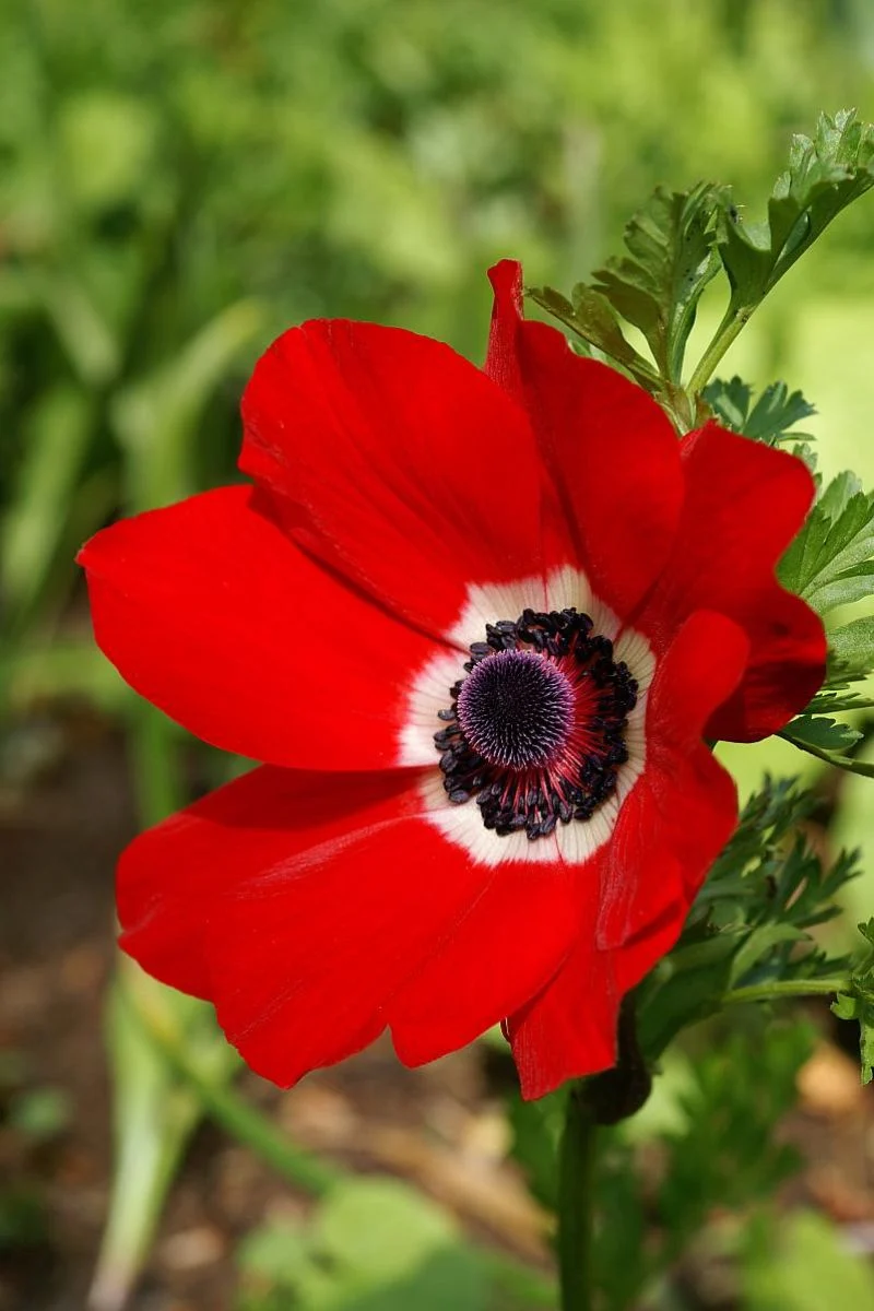 DeVroomen Anemone Hollandia 15/pk - Image 2