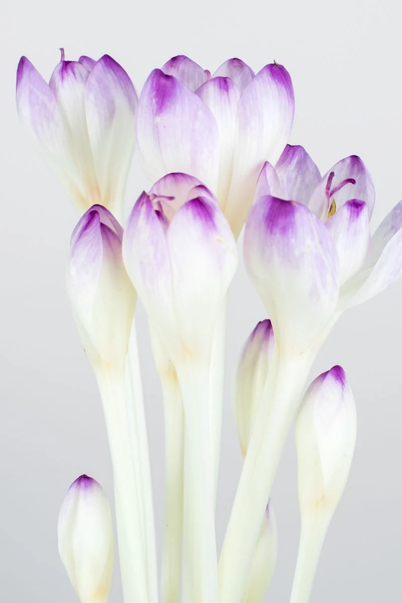 DeVroomen Colchicum The Giant Bulb 1/Pack