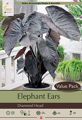 Colocasia Diamond Head Bulb