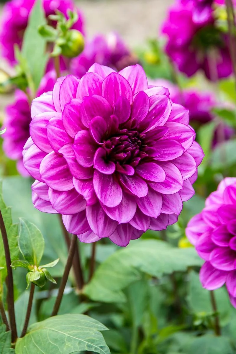 DeVroomen Dahlia Blue Bell 1/pk - Image 2