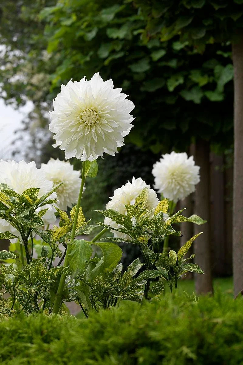 DeVroomen Dahlia Fleurel 1/pk - Image 2