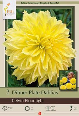 Dahlia Dinner Plate Kelvin Floodlight 2 Pack