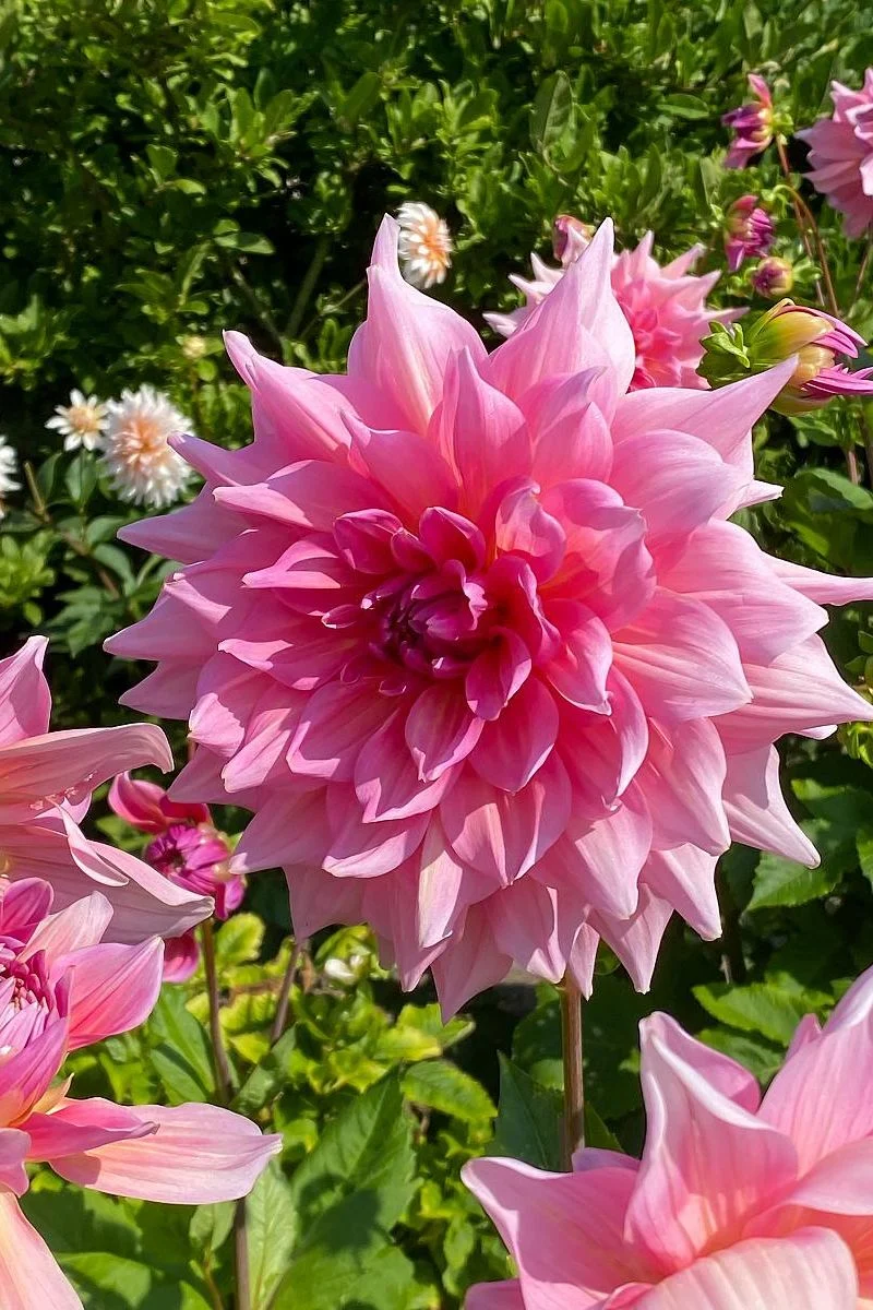 DeVroomen Dahlia Otto's Thrill 1/pk - Image 2