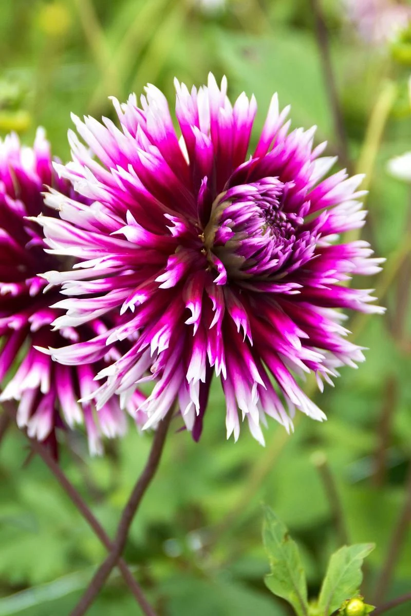 DeVroomen Dahlia Clair Obscur 1/pk - Image 2
