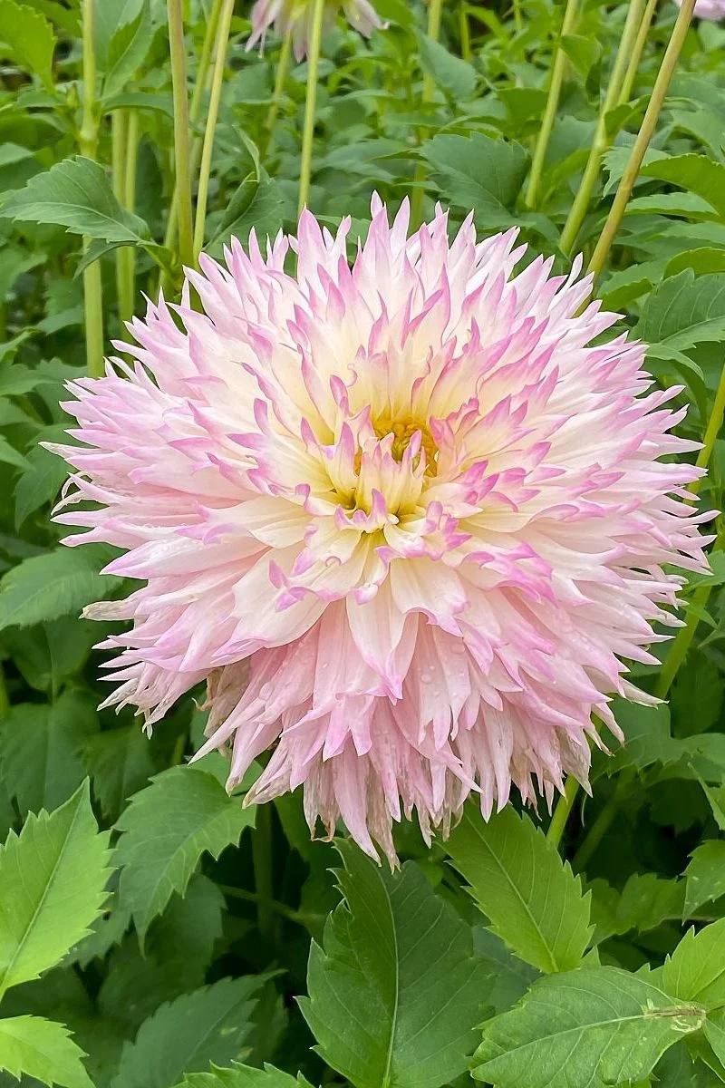 DeVroomen Dahlia Nadia Ruth 1/pk - Image 2