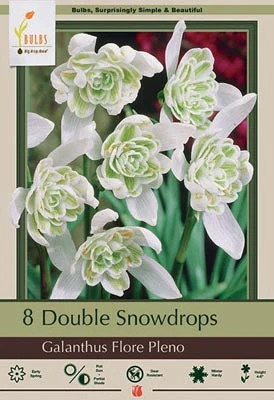 Galanthus Flore Pleno Bulbs 7/Pack