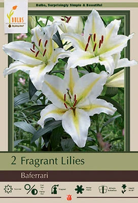 Lilium Oriental Baferrari 2 Pack