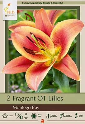 Lilium Oriental Trumpet Montego Bay 2 Pack