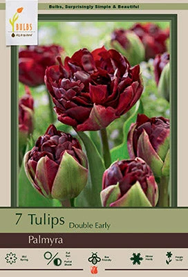 Palmyra Tulip Bulbs 7 Pack