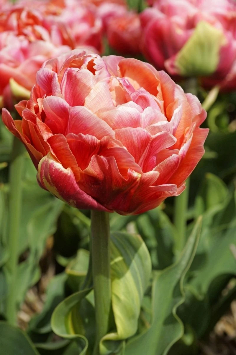 DeVroomen Tulips Double Late Copper Image 5/Pack