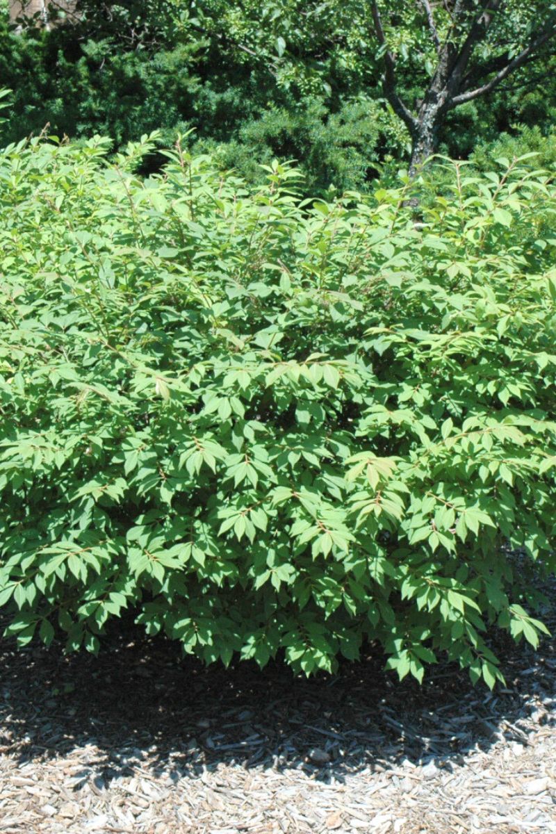Burning Bush, Fireball - Image 2