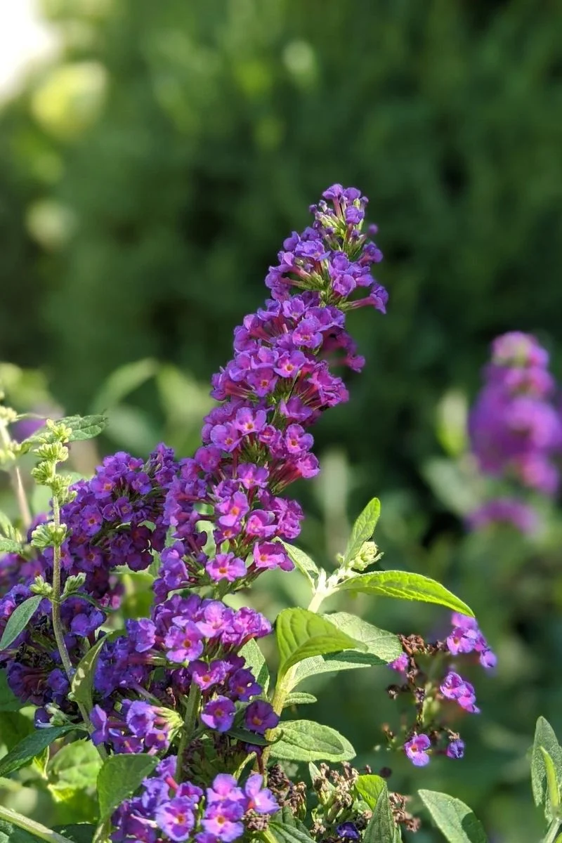 Butterfly-Bush, Miss Violet