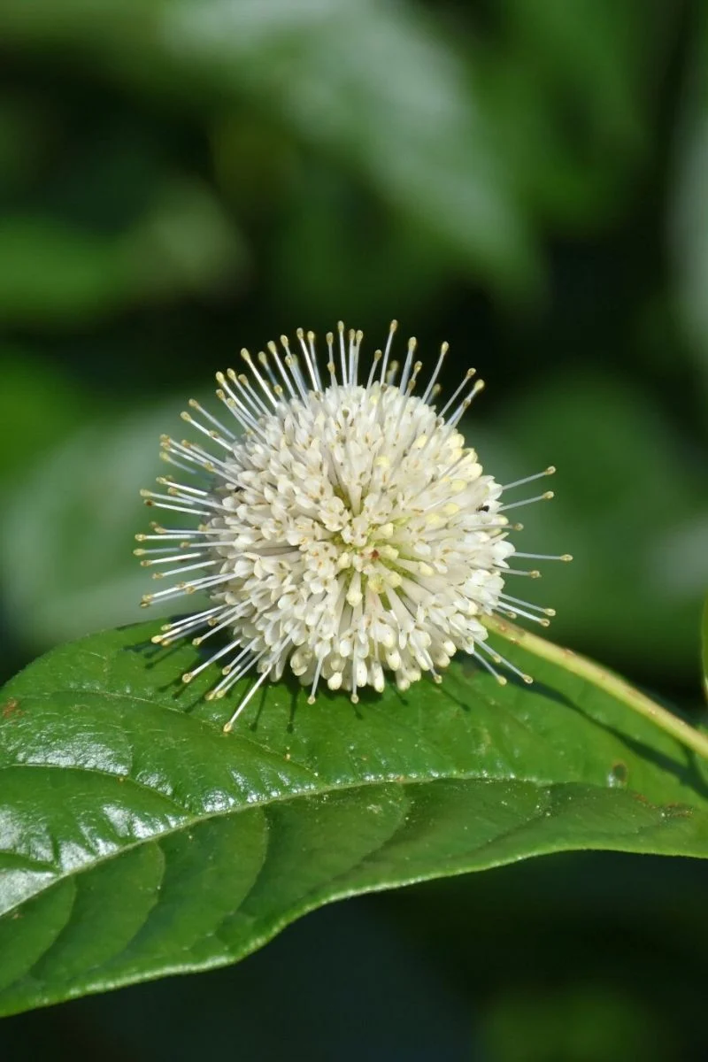Buttonbush, Sugar Shack