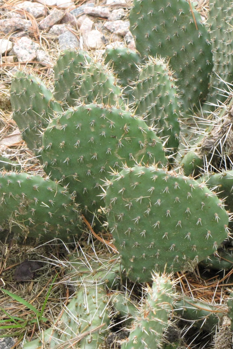Cactus, Prickly Pear