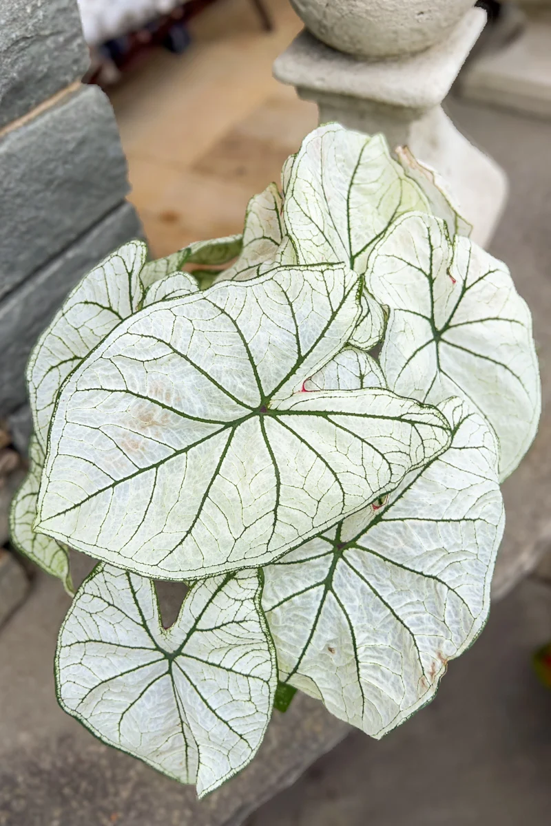 Caladium, Candidum Senior - Image 2