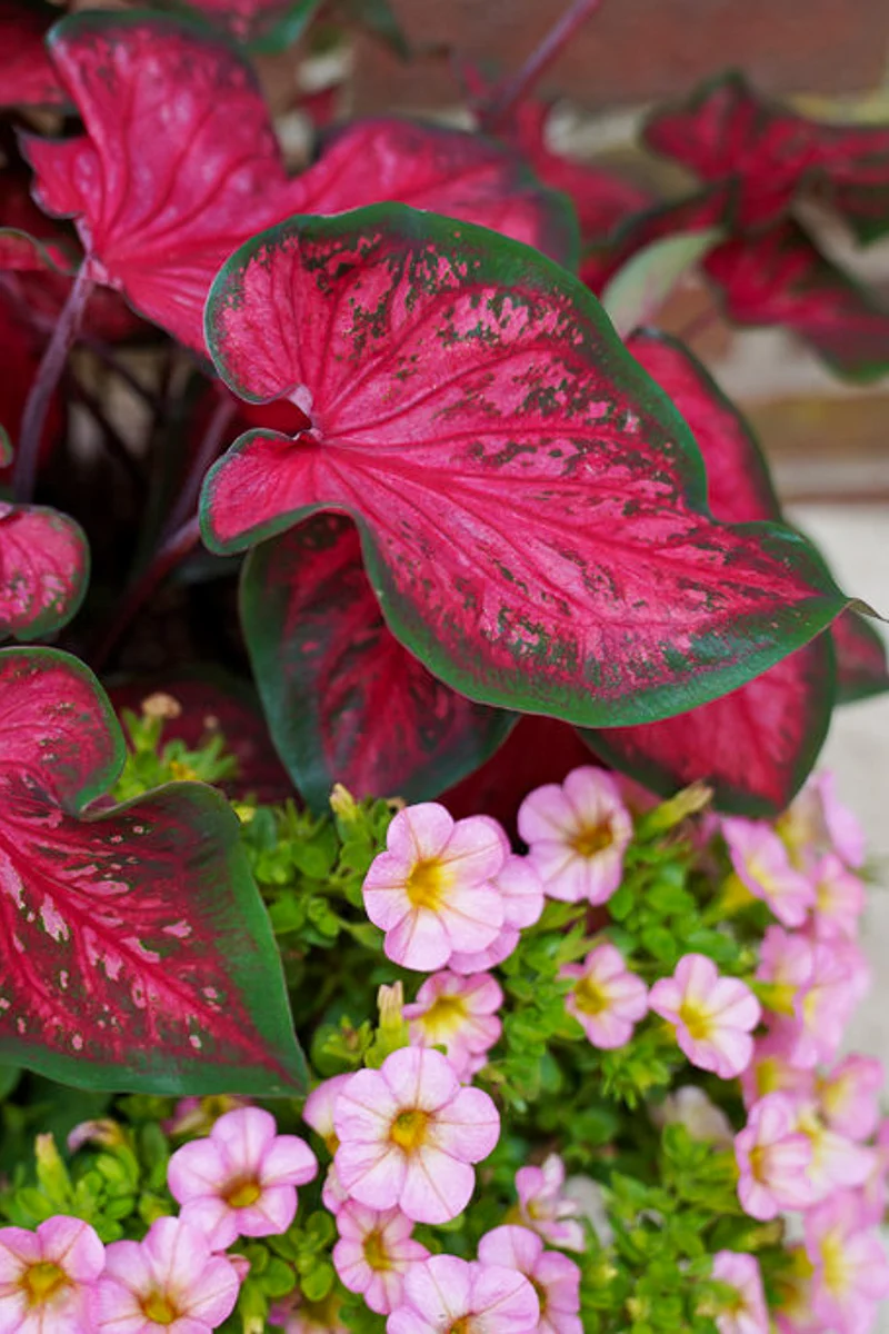 Caladium, Fast Flash - Image 2