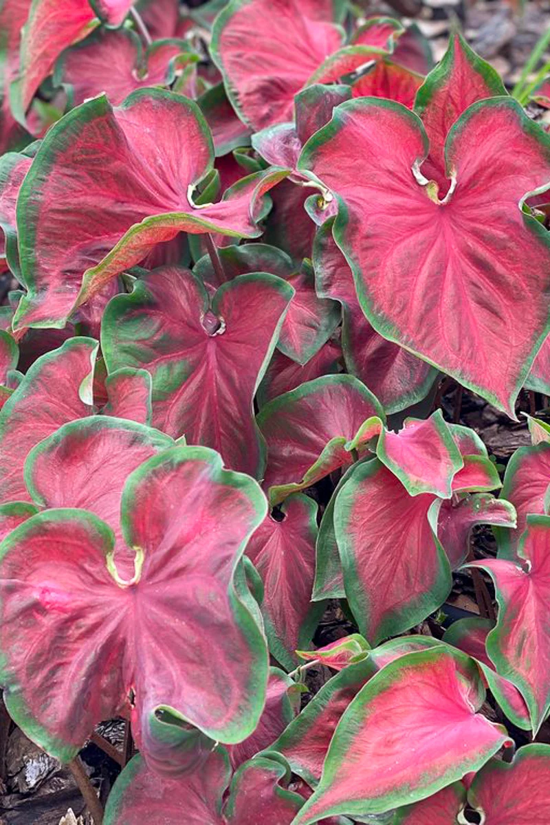 Caladium, Hot to Trot - Image 2