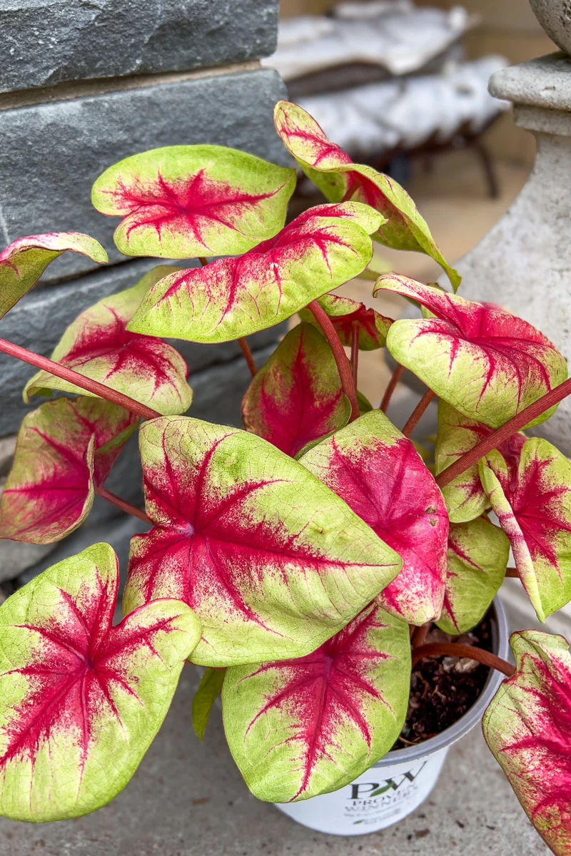 Caladium, Lemon Blush - Image 2