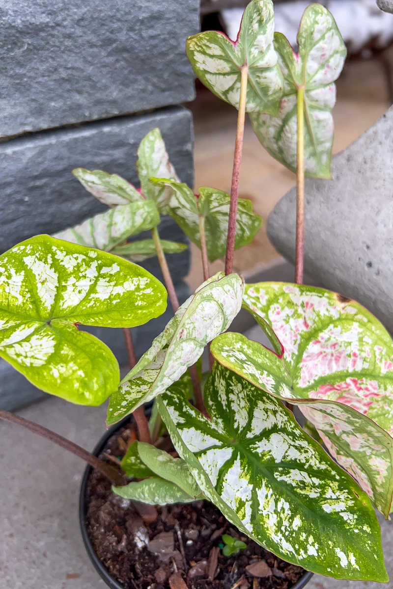 Caladium, Monument - Image 2