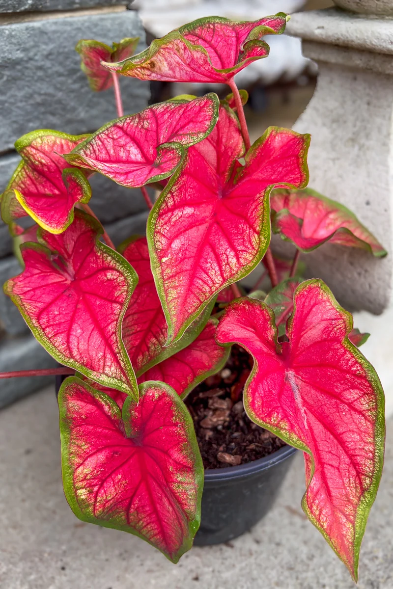 Caladium, Puppy Love - Image 2
