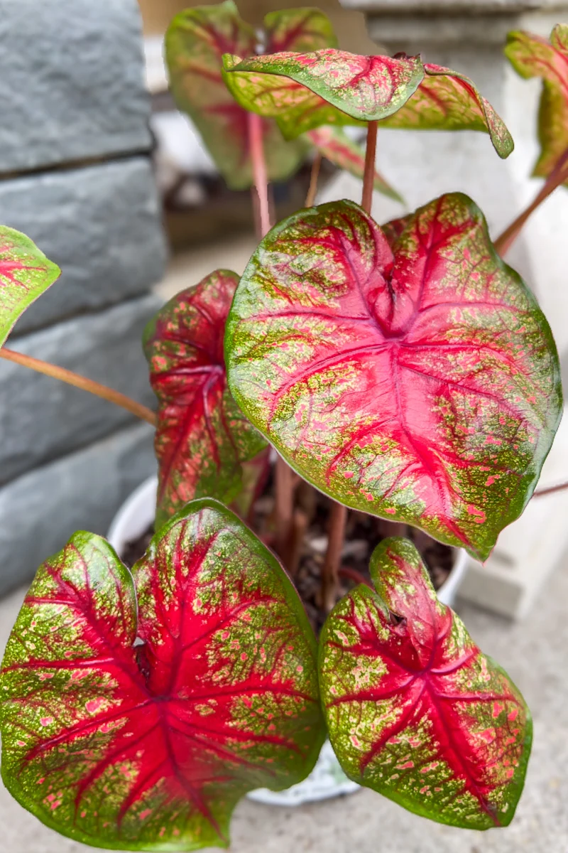 Caladium, Radiance - Image 2