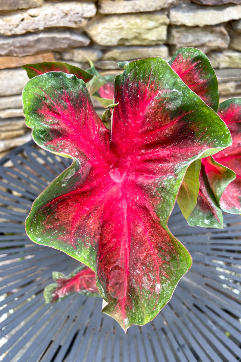 Caladium, Red Flash