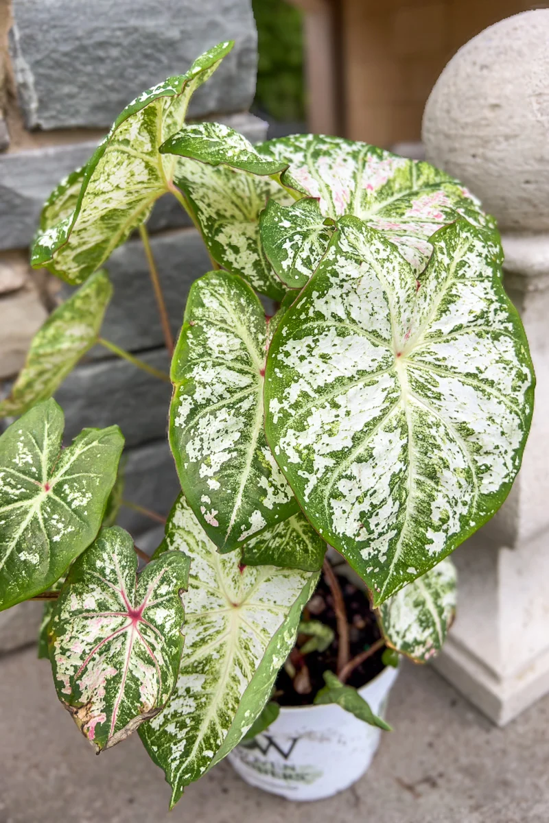 Caladium, Snow Flurry - Image 2