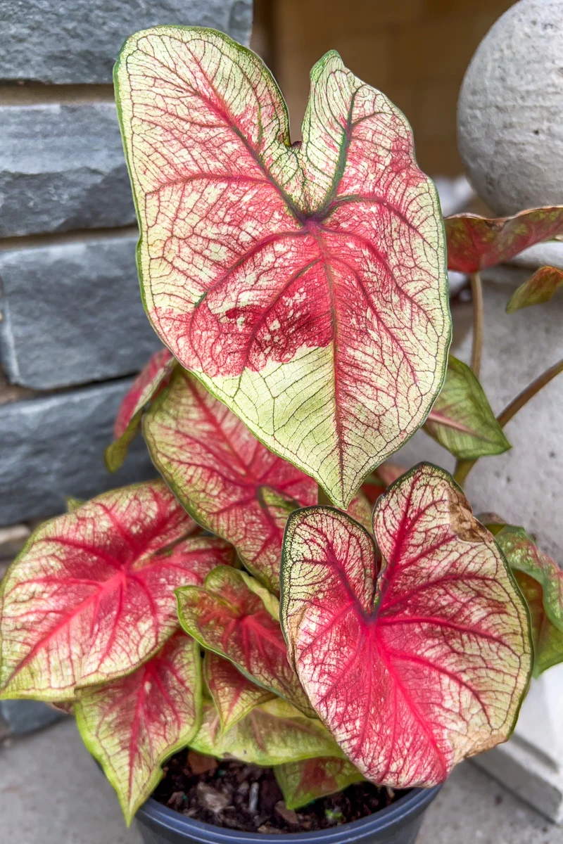 Caladium, Southern Charm - Image 2