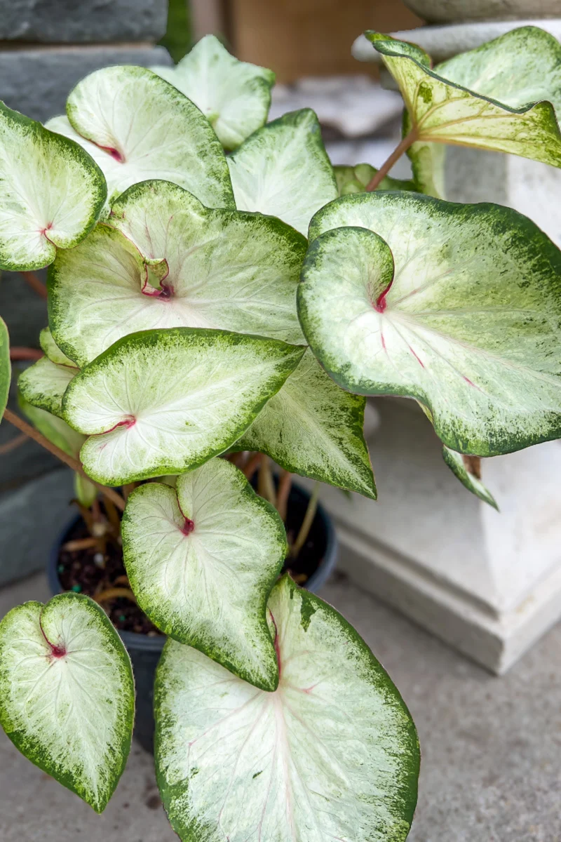 Caladium, White Delight - Image 2