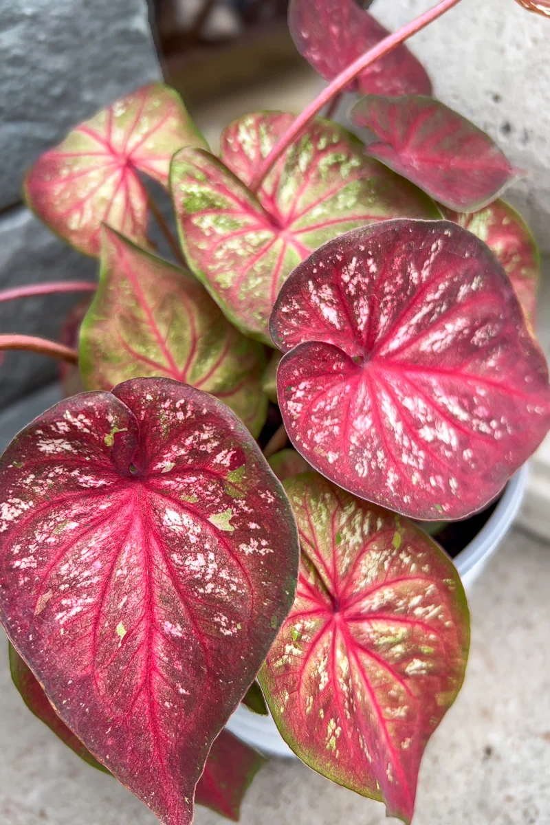 Caladium, Xplosion - Image 2