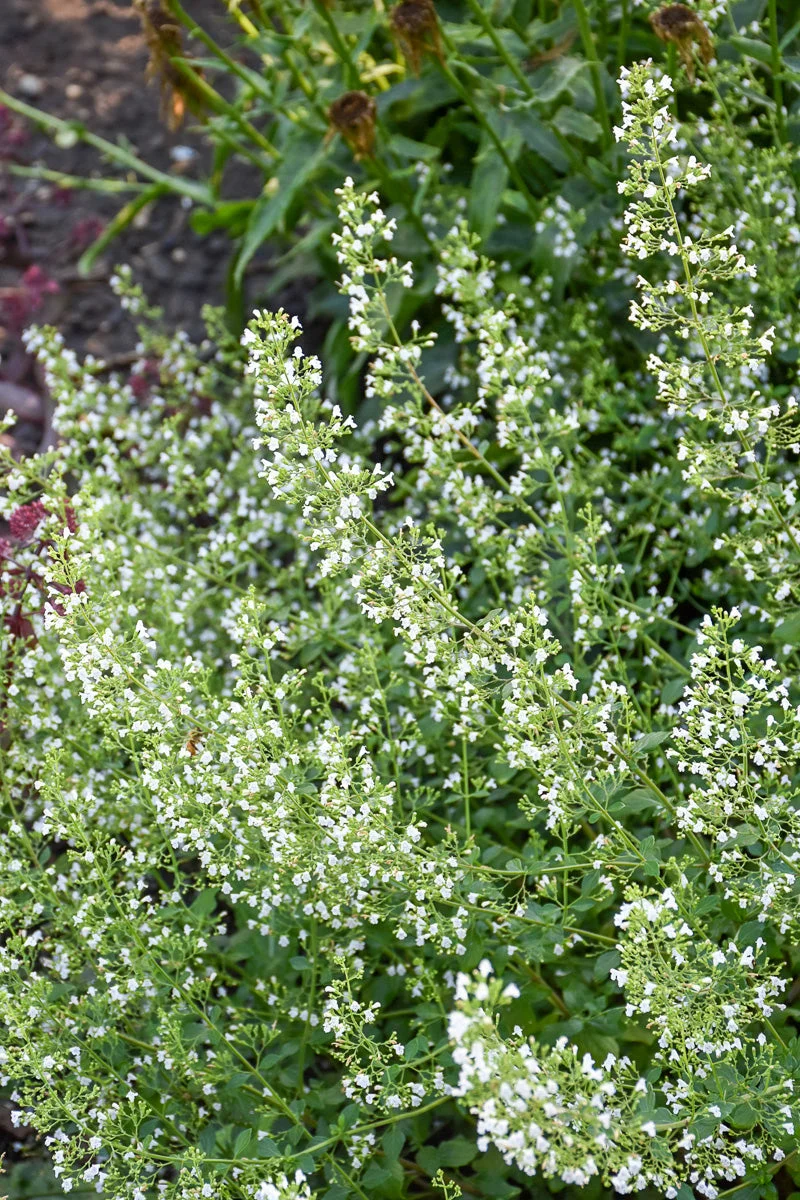 Calamint, White Cloud