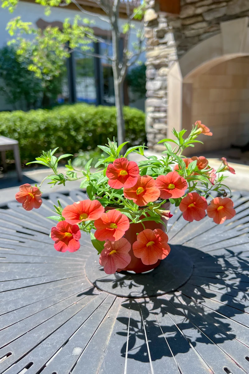 Calibrachoa, Orange - Image 2