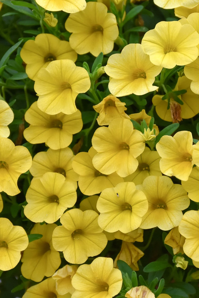 Calibrach Superbell Yellow