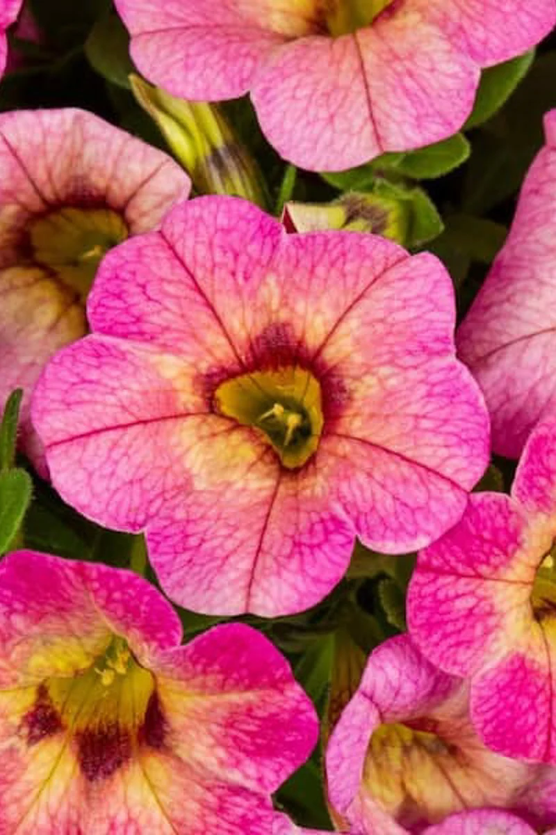 Cali, Pink Yellow Bicolor