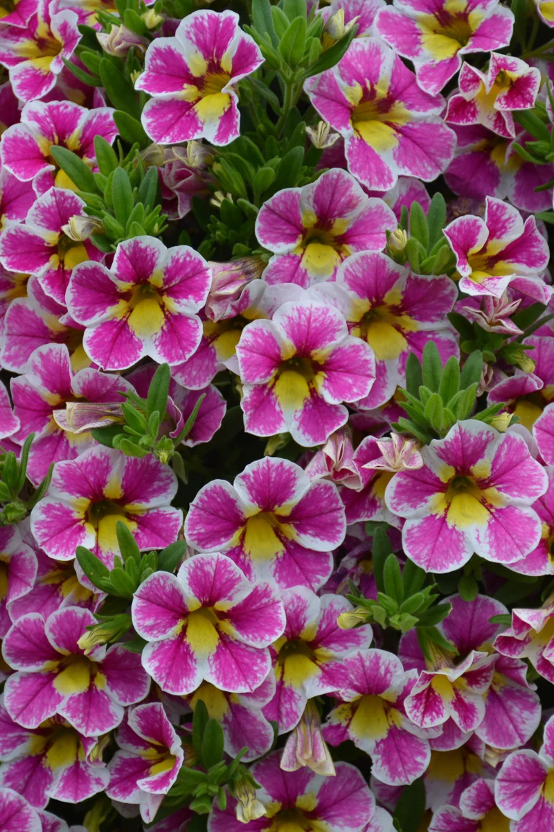Calibrachoa, Superbell Holy Cow - Image 2
