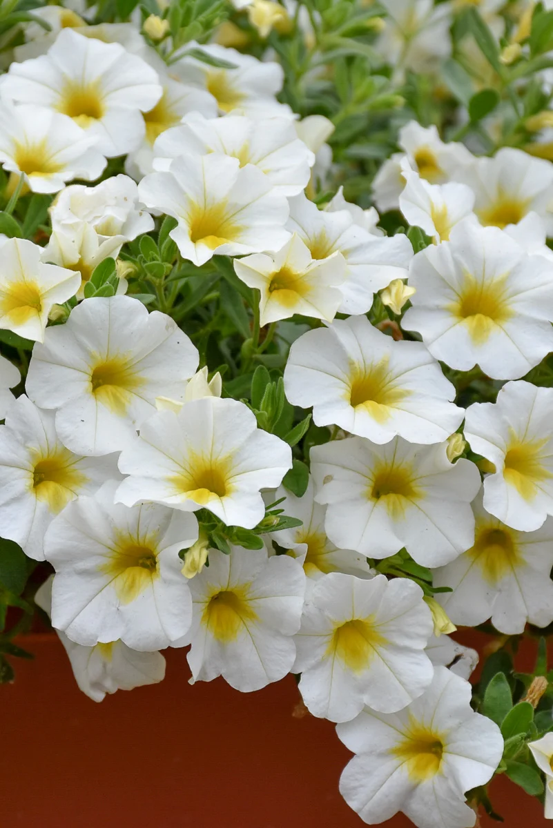 Calibrachoa, Superbell Over Easy - Image 2