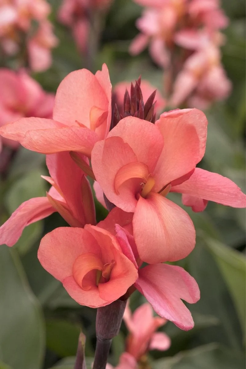 Canna, Cannova Mango
