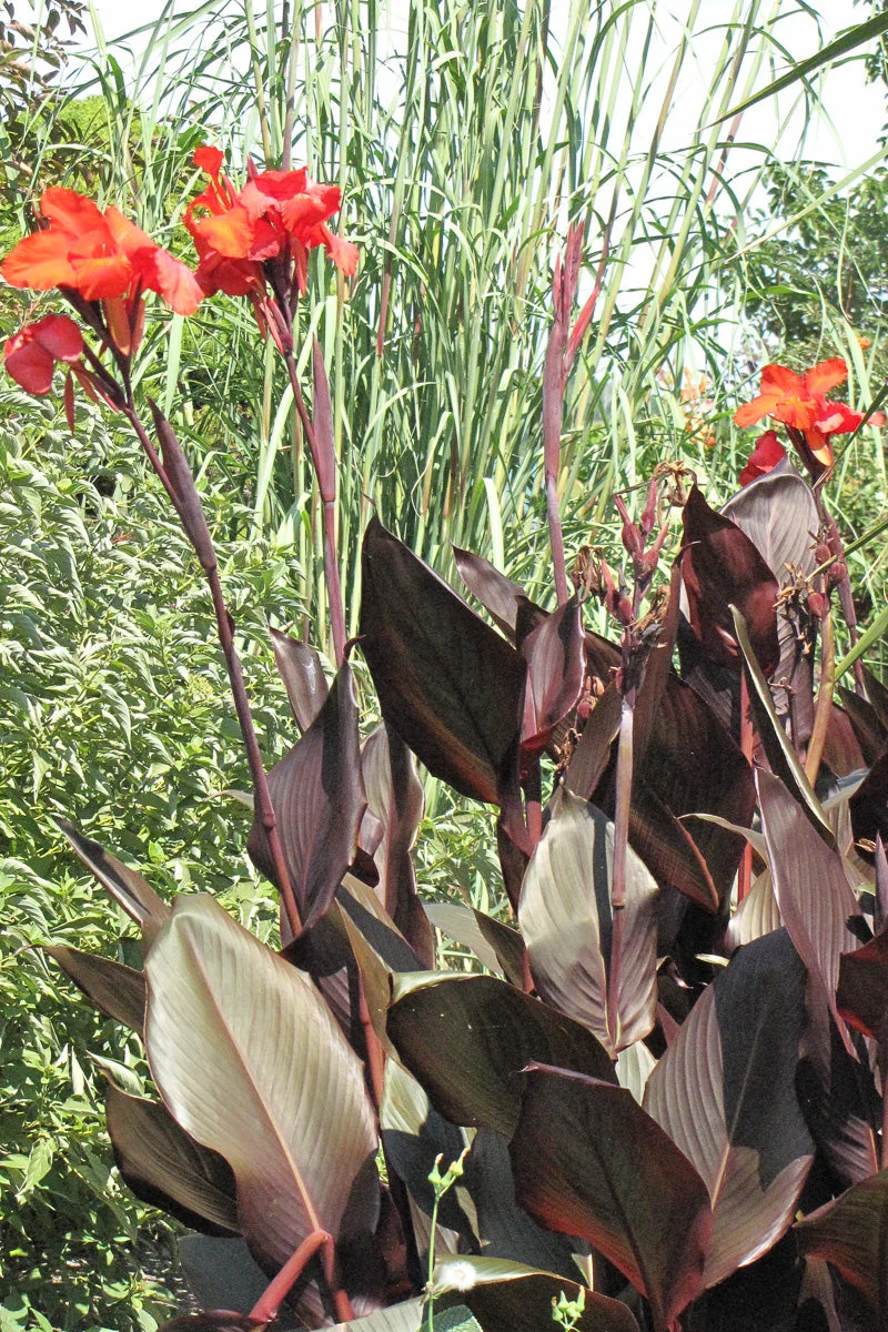 Canna Tropicana Black - Image 2