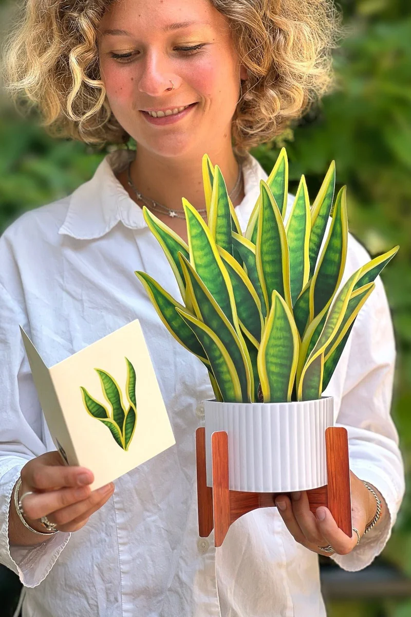 FreshCut Paper Snake Plant - Image 2