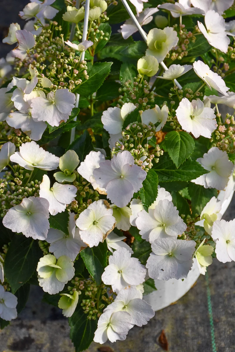 Cascade Hydrangea, Fairytrail Bride 1G