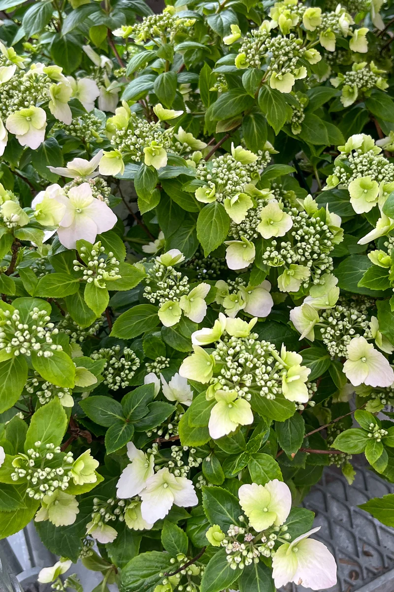 Cascade Hydrangea, Fairytrail Bride 1G - Image 2