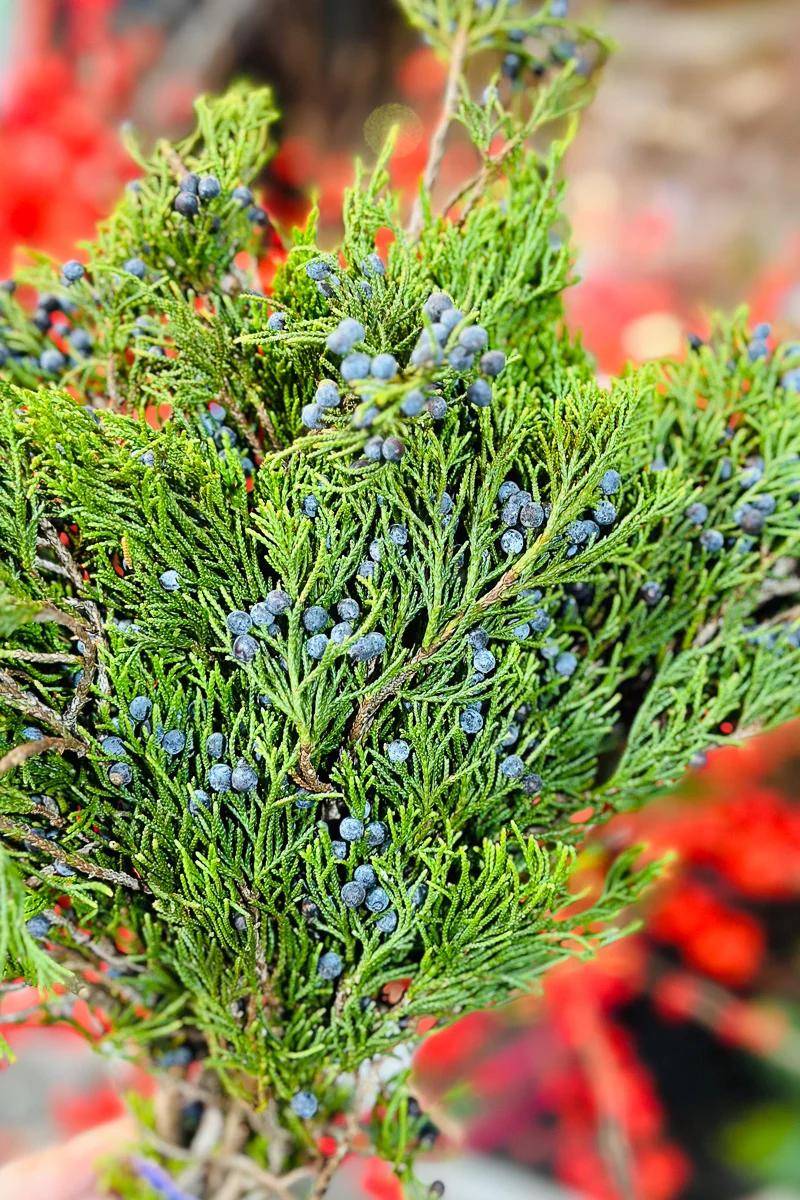 Tips, Cedar Blue Berried