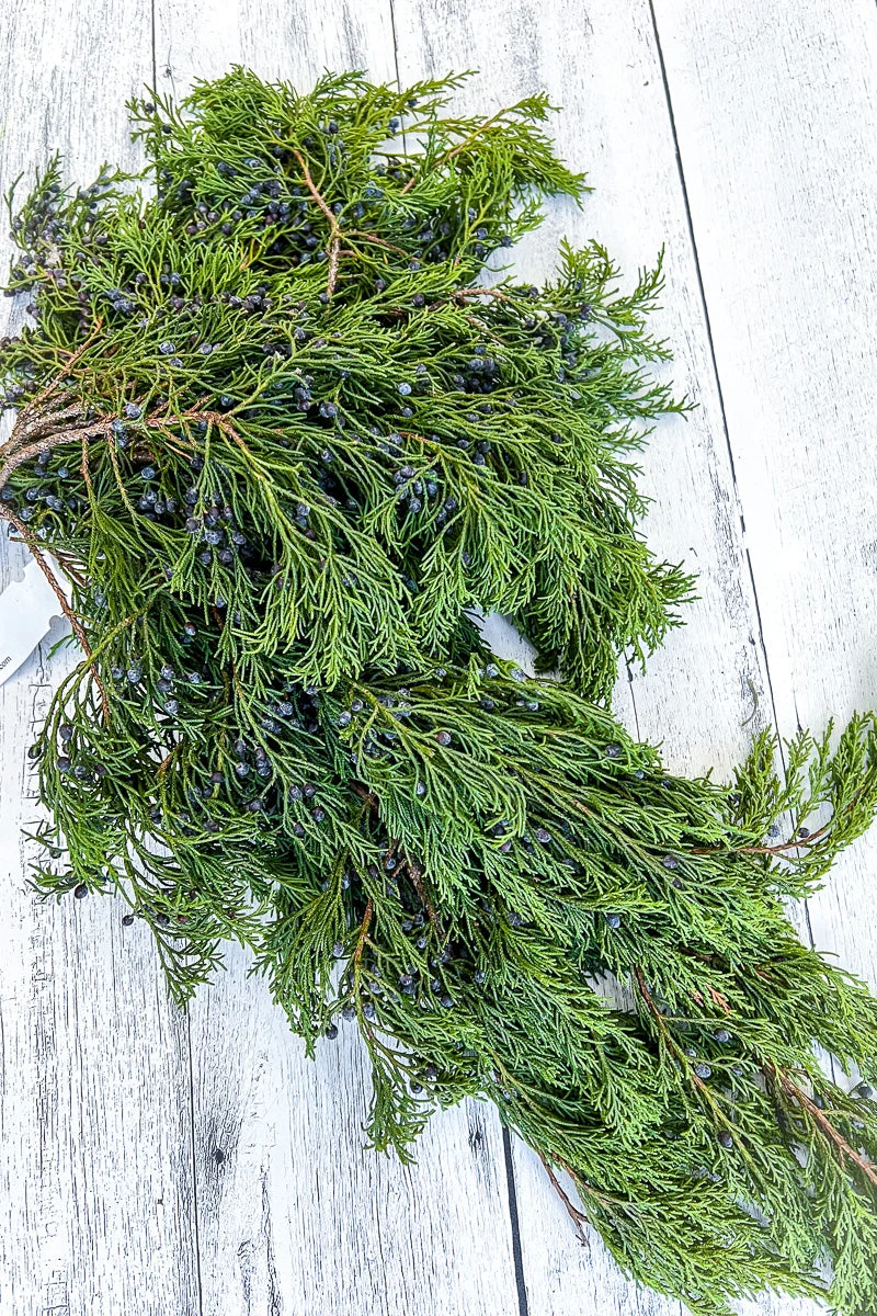 Tips, Cedar Blue Berried - Image 2