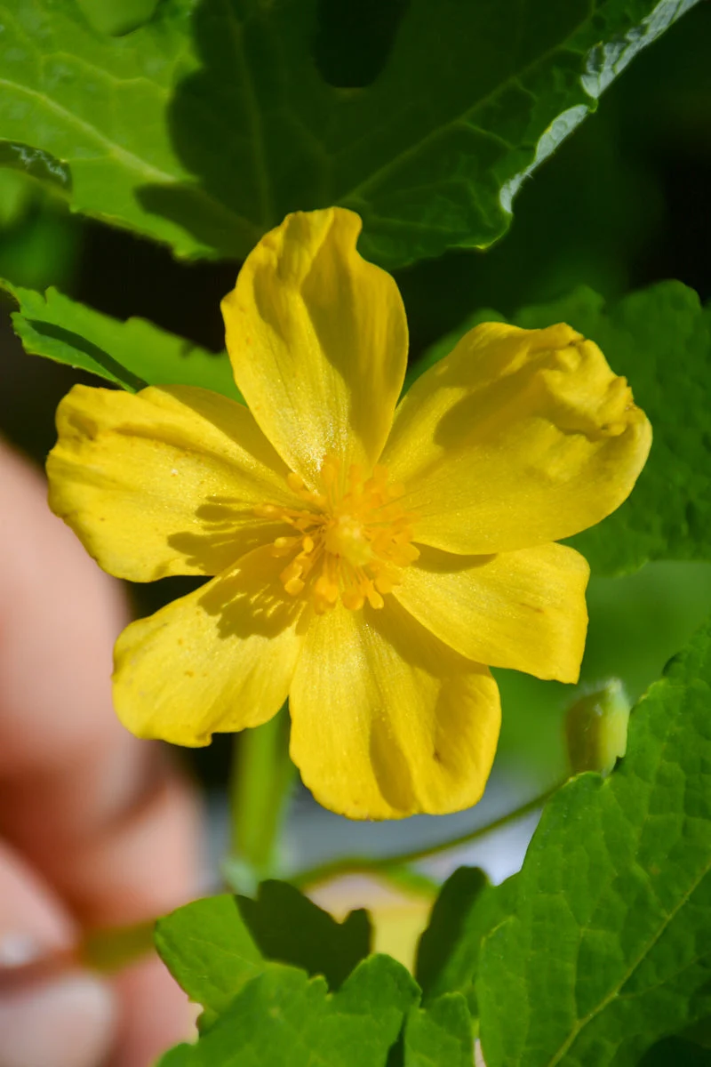 Celadine Poppy